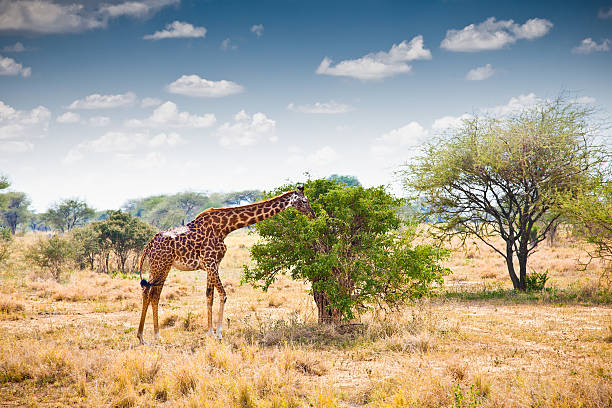 istock Giraffe in national park, Tanzania. 502452401