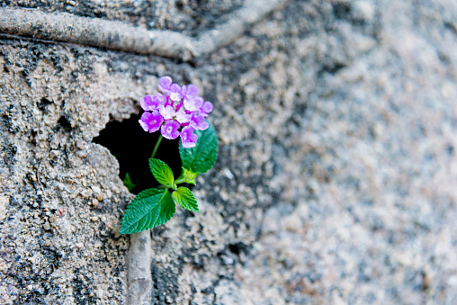 wilfflower growing on a stone wall