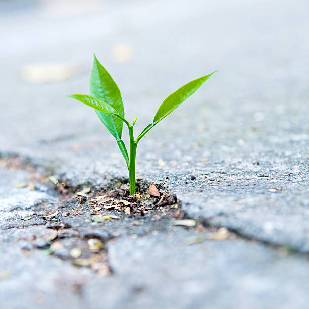 istock growing out of concrete 502452600