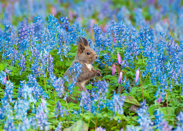 It's a squirrel(Sciurus vulgaris orientis
