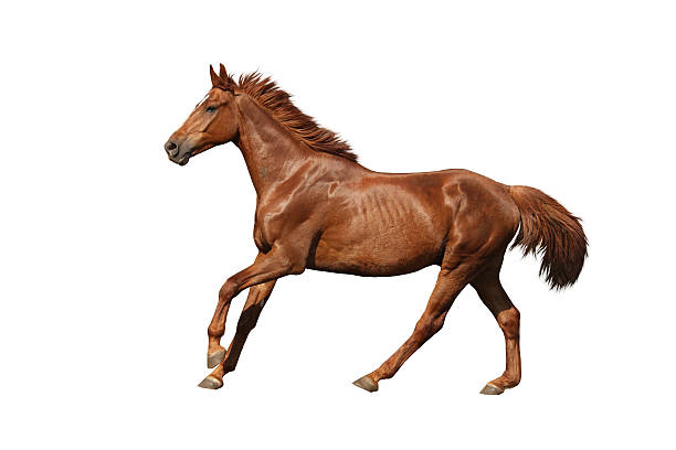 istock Chestnut horse galloping fast on white background 502452840