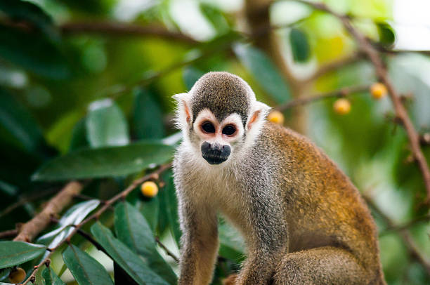 istock Mones in the jungle of Ecuador 502452921