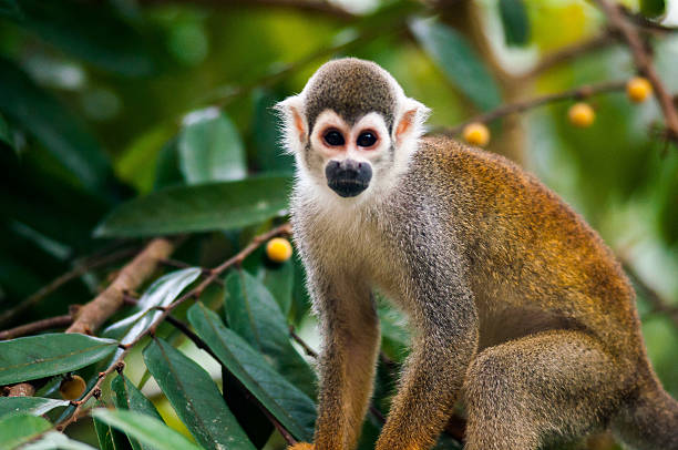 istock Mones in the jungle of Ecuador 502452923