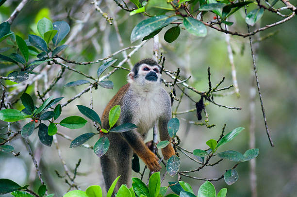 istock Mones in the jungle of Ecuador 502452933