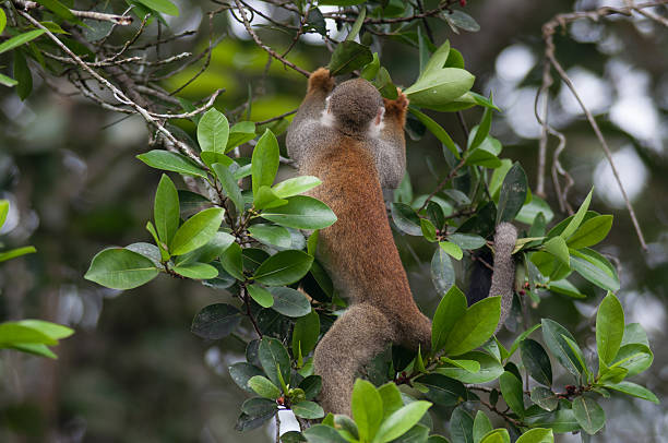 istock Mones in the jungle of Ecuador 502452949