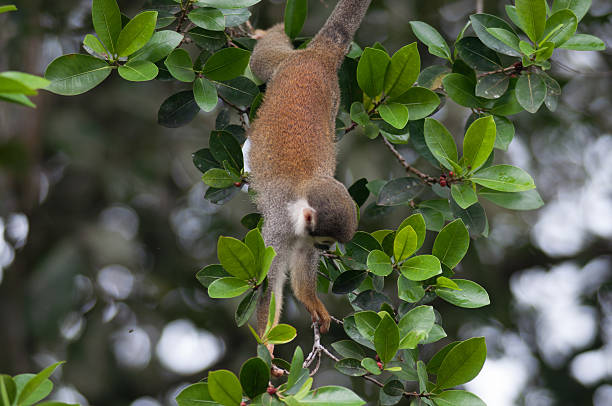 istock Mones in the jungle of Ecuador 502452955
