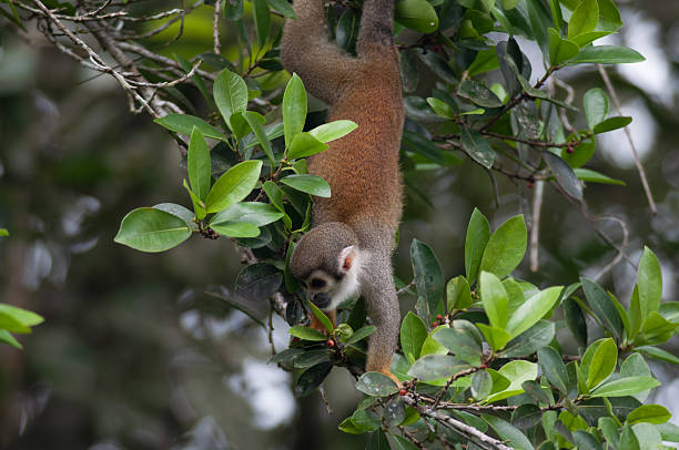 istock Mones in the jungle of Ecuador 502452959