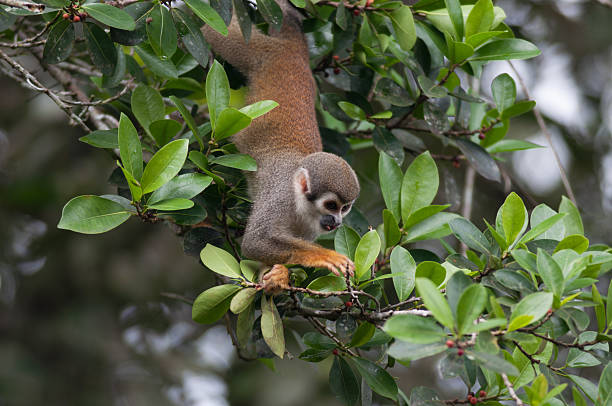 istock Mones in the jungle of Ecuador 502452961