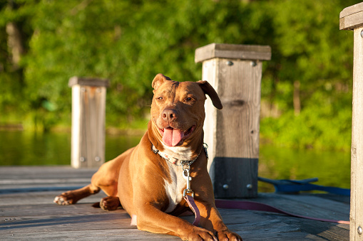 pitbull mix-breed dog laying down for portrait