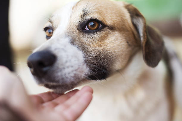 istock Woman with dog 502453181