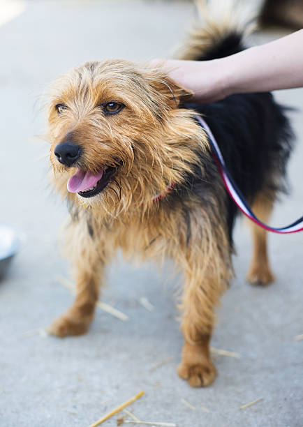 istock Woman with dog 502453195