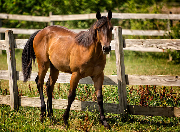 istock Horse in a Pasture 502453199