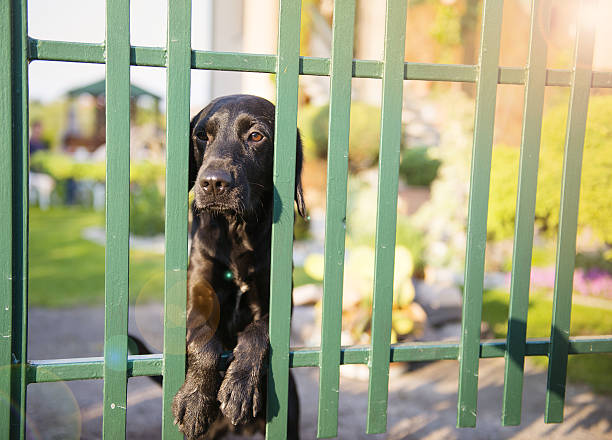 istock Dog behind the fence 502453219