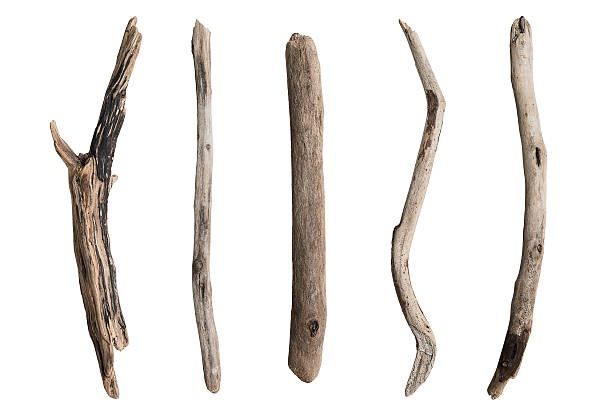 набор сухой tree branch - stick wood isolated tree стоковые фото и изображения
