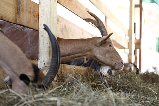 istock Goats eating hay on the farm 502453317