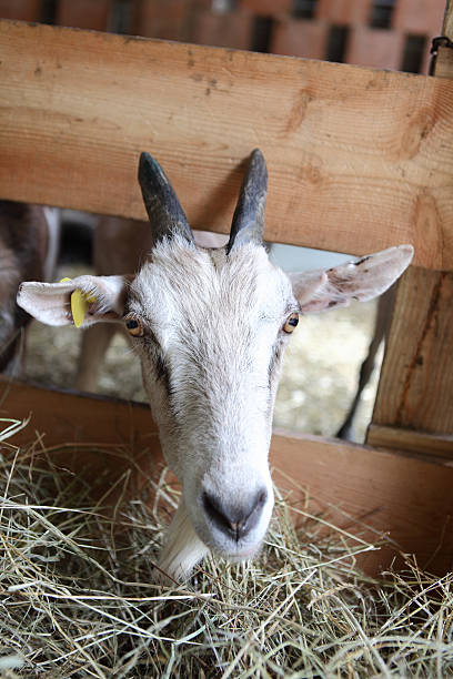 istock Goats eating hay on the farm 502453323