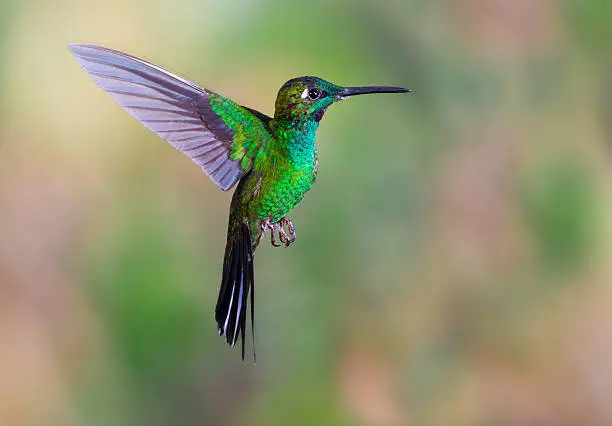 Hummingbird , Green-crowned Brilliant