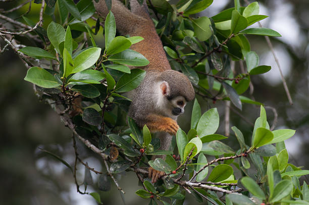 istock Mones in the jungle of Ecuador 502454071