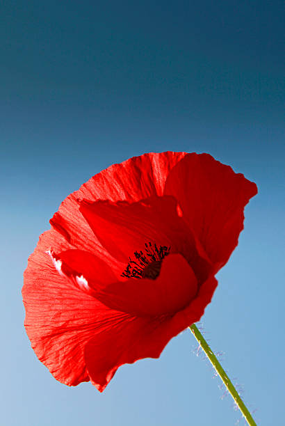 istock Beautiful red poppy flower in summer 502454073