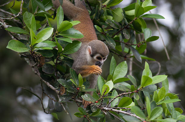 istock Mones in the jungle of Ecuador 502454075