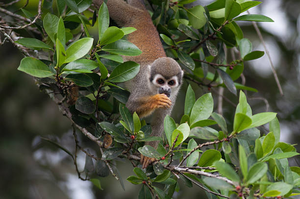 istock Mones in the jungle of Ecuador 502454077