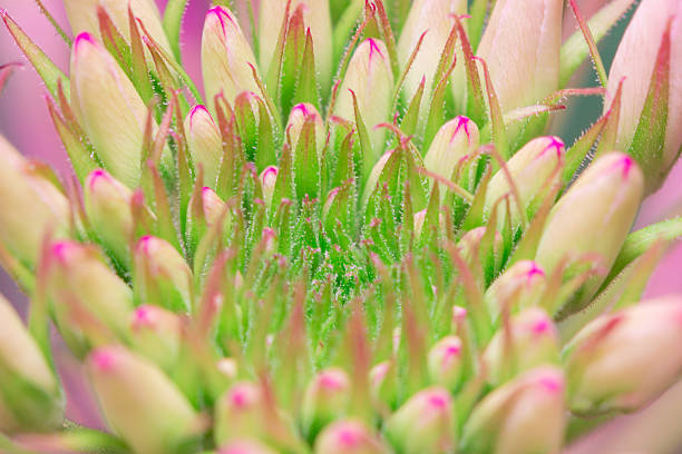 bocciolo di fiori - circle nature botany bud foto e immagini stock