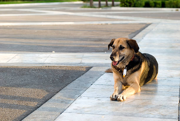 istock stray dog lying on the sidewalk 502454127
