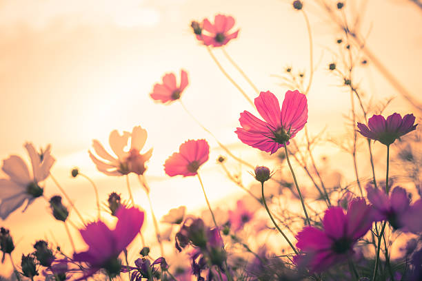 istock Cosmos flowers on garden 502454232