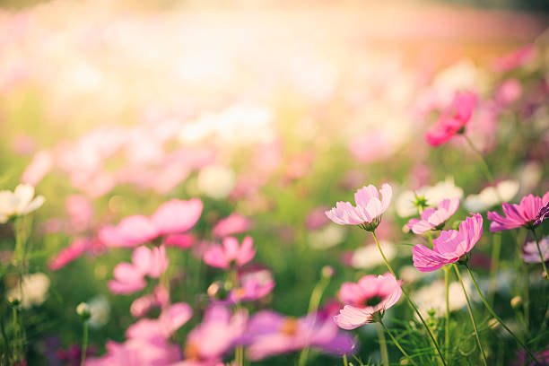 istock Cosmos flowers on garden 502454302