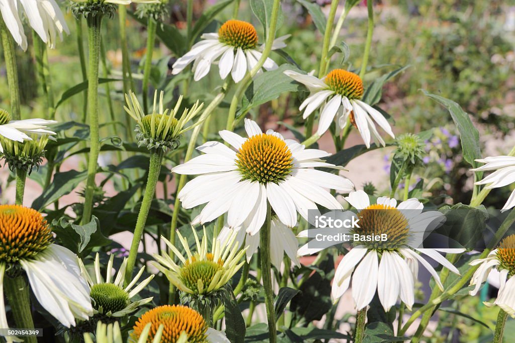 Echinacea purpurea "Alba" - Foto de stock de Blanco - Color libre de derechos