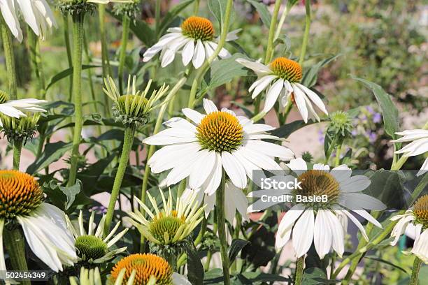 Echinacea Purpurea Alba Foto de stock y más banco de imágenes de Blanco - Color - Blanco - Color, Cabeza de flor, Encuadre completo