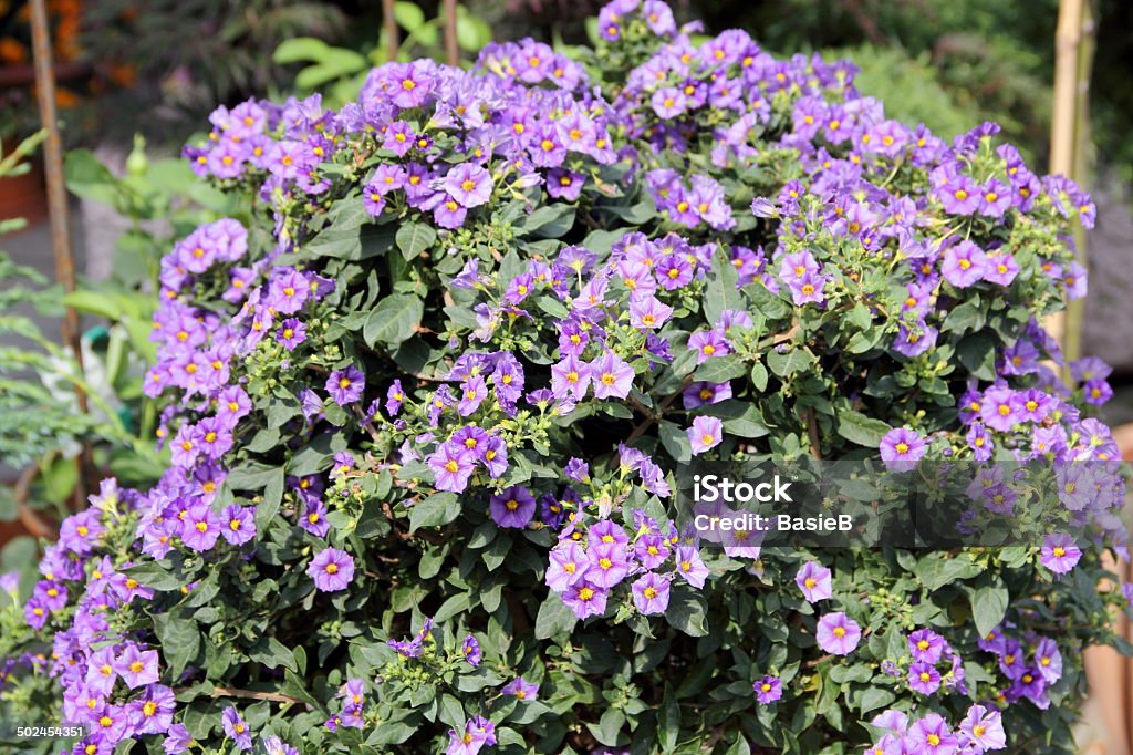 Solanum rantonnett - Lizenzfrei Ast - Pflanzenbestandteil Stock-Foto