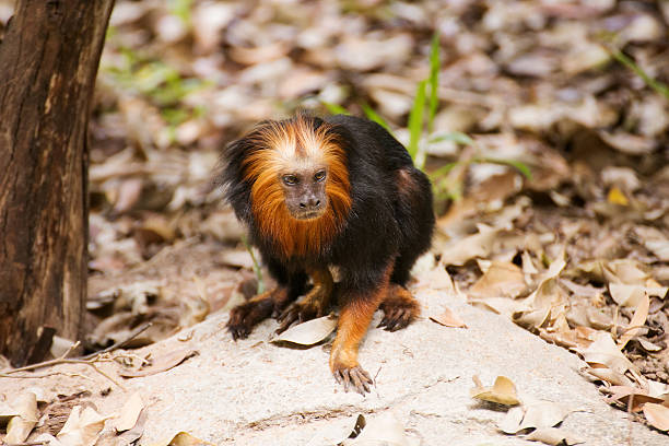 goldkopftamarin - tamarin neuweltaffen und hundsaffen stock-fotos und bilder