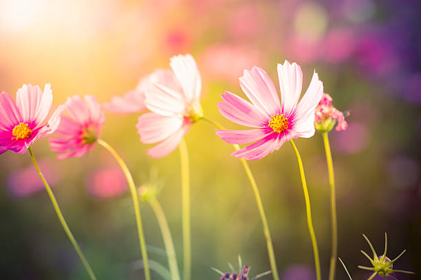 istock Cosmos flowers on garden 502454622
