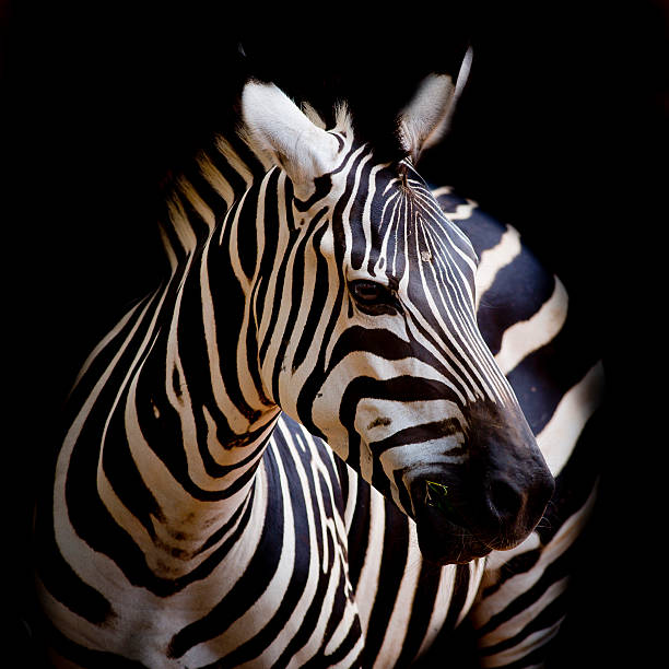 ritratto di zebra di burchell - burchellii foto e immagini stock