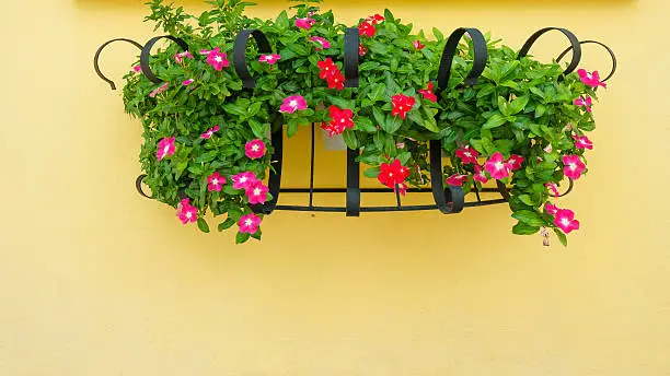 Hanging Basket of Flower on Wall