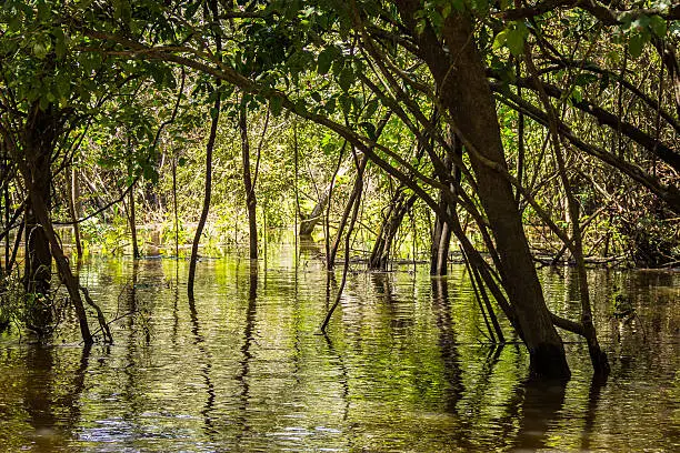 Interior of the Amazon tropical rainforest.