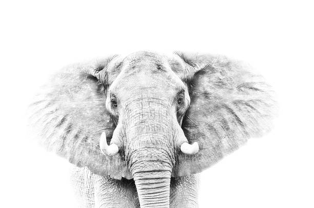 istock Elephant portrait in high key 502457002