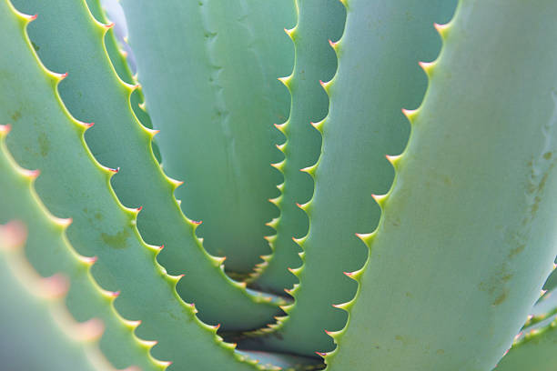 istock Aloe cactus macro - Aloe  plant closeup / details 502457172