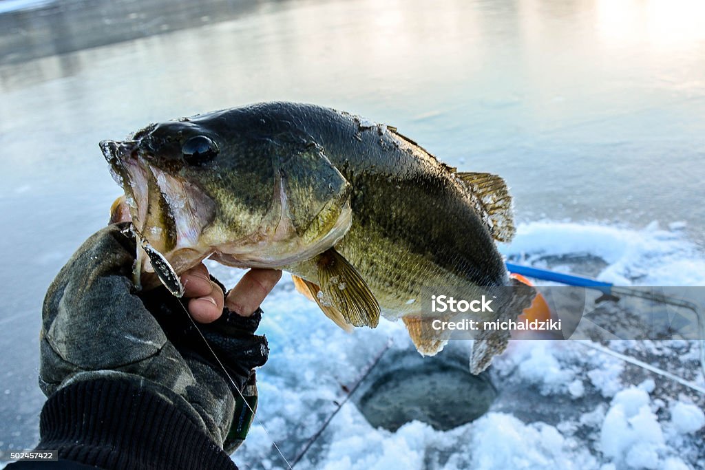 Big ice bass Ice Fishing Stock Photo