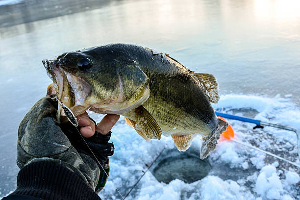 big ледовый окунь - ice fishing стоковые фото и изображения