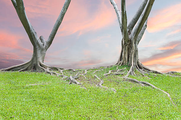 istock Roots of a tree and green grass 502458084