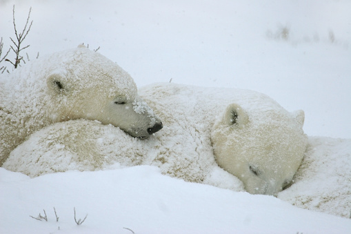 Polar bear cubs sleep next to their mother during a snow storm. The bears are waiting for the bay to freeze over allowing them to hunt seals on the ice in Manitoba, Canada.