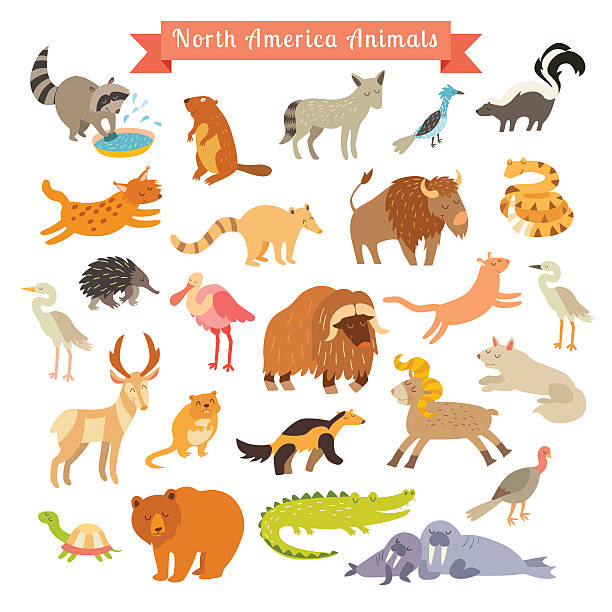 North America animals  vector illustration. Big vector set North America animals  vector illustration. Big vector set. Isolated on white background. Preschool, baby, continents, travelling, drawn ondatra zibethicus stock illustrations