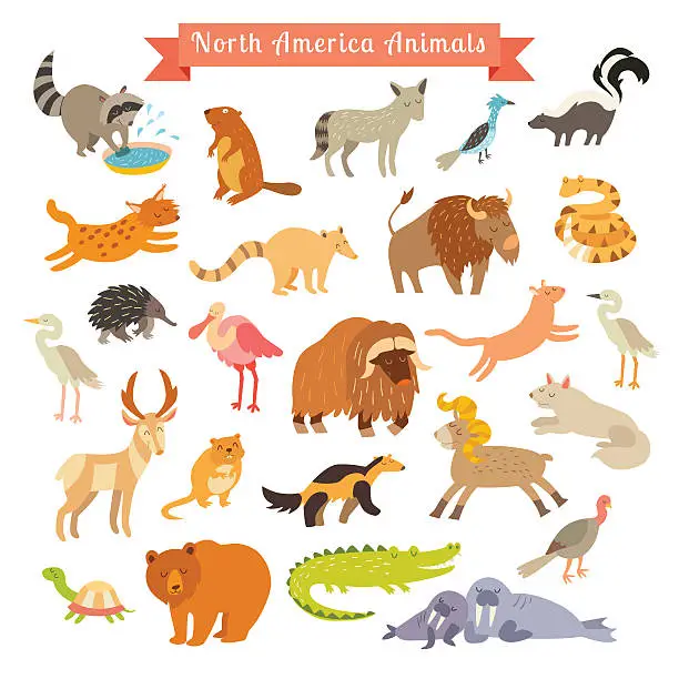 Vector illustration of North America animals  vector illustration. Big vector set