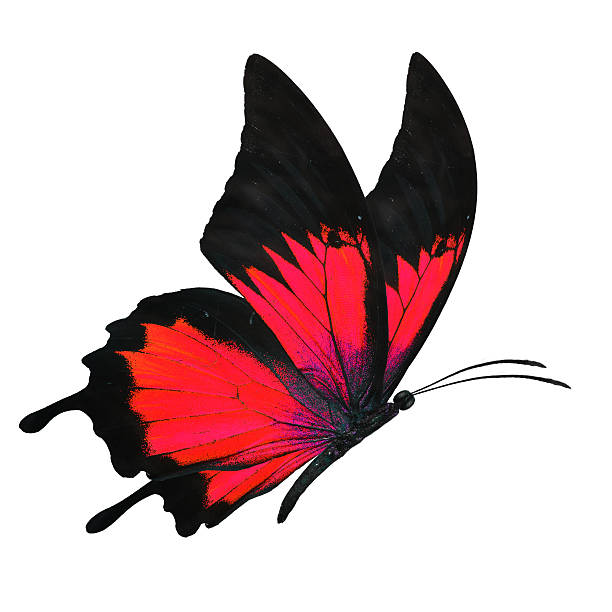 istock black and red butterfy 502458652