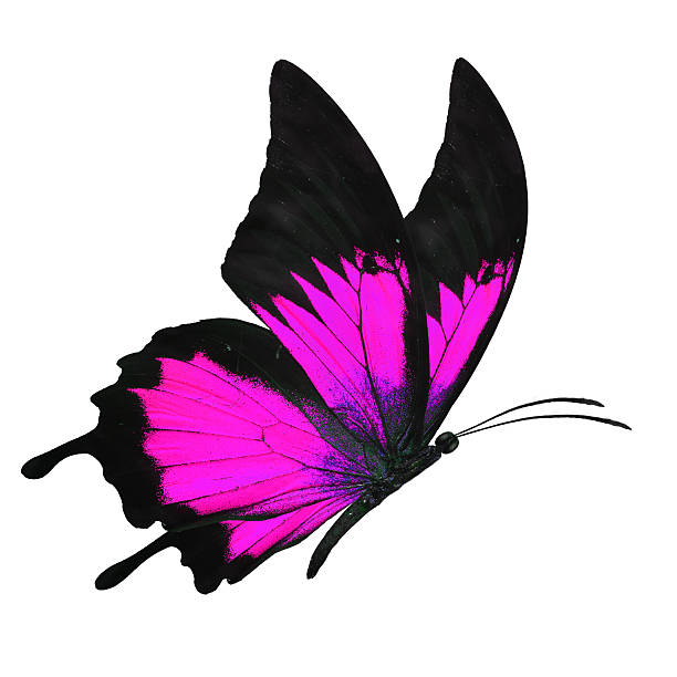 istock black and pink butterfy 502458660