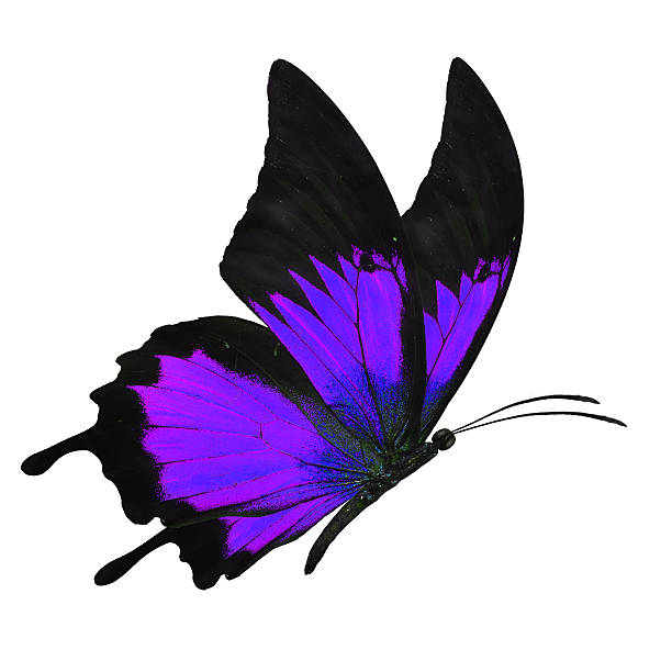 istock black and purple butterfy 502458670