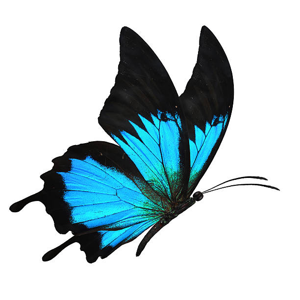 black and blue butterfy Beautiful black and blue butterfy flying isolated on white background butterfly purple blue isolated stock pictures, royalty-free photos & images