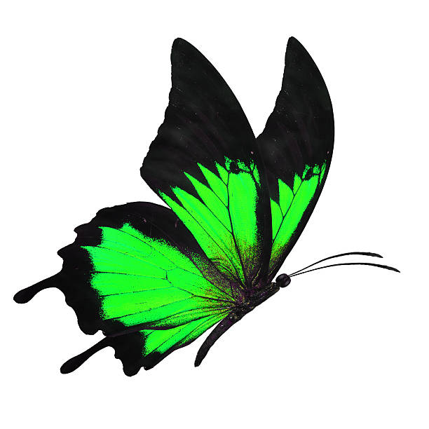 istock black and green butterfy 502458694